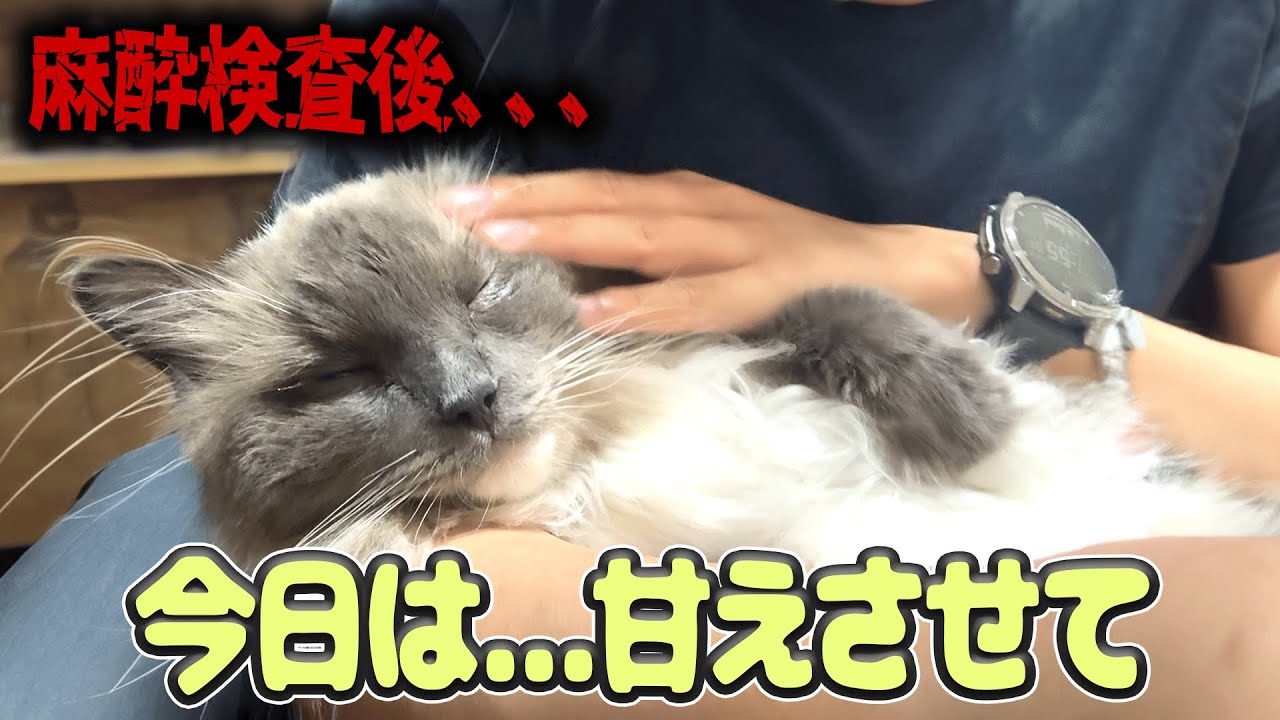 【涙注意】麻酔から目覚めたラピスが…甘えん坊MAXになりました