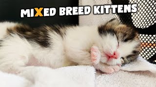 Kittens Sleeping and Crawling by Kittiopia 1,390 views 3 years ago 2 minutes, 58 seconds