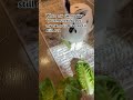 U should sub fr #catmemes #fypシ #bunny