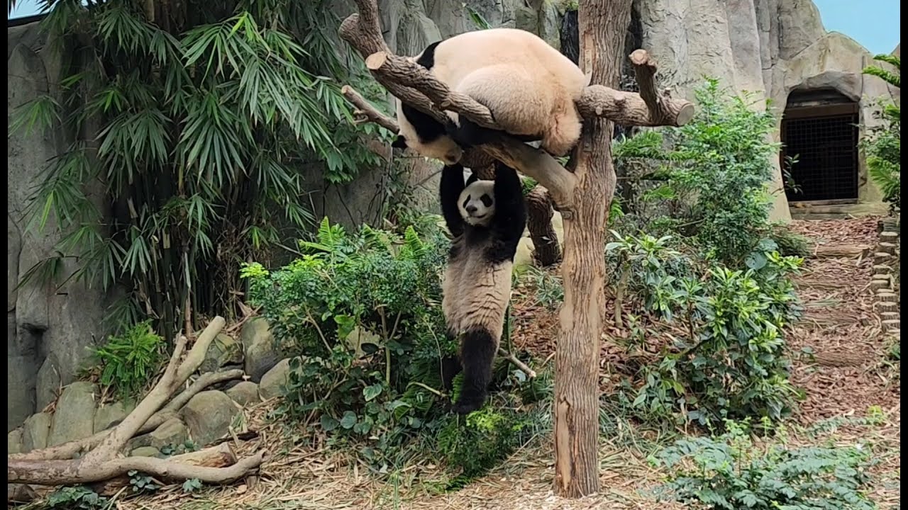 20221214 (tea break) Giant Panda Le Le 叻叻 and Jia Jia 嘉嘉 River