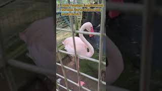 fakta unik flaminggo
