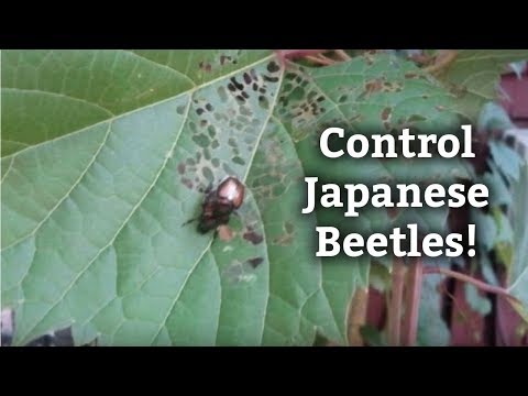 Video: Identifiera kvistbeskärningsbaggar - Lär dig om skador på kvistbeskärare