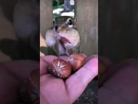 Запасы на зиму ещё ни кто не отменял !!!