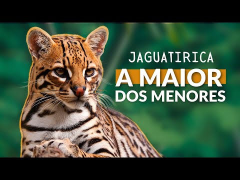 Vídeo: A jaguatirica tem predadores?