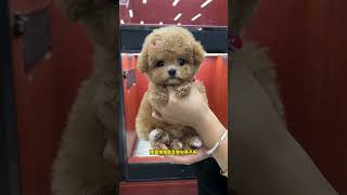 The Teddy Bear Who Is Going To His New Home In Dalian, Liaoning Is So Clingy. The Daily Record Of T