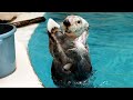 《鳥羽水族館》ラッコの「ポケット」とは？