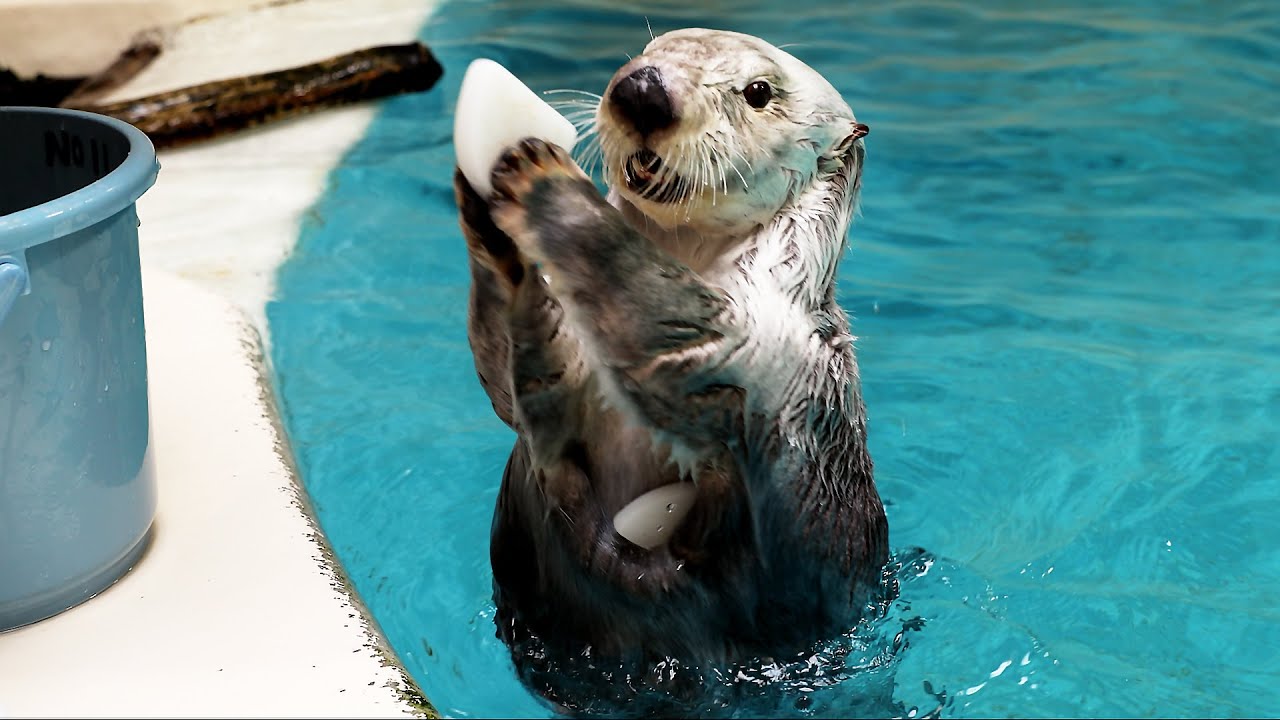 鳥羽水族館 ラッコの ポケット とは Youtube