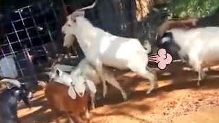 Funny Goat Fainting and Farting  FailTuber