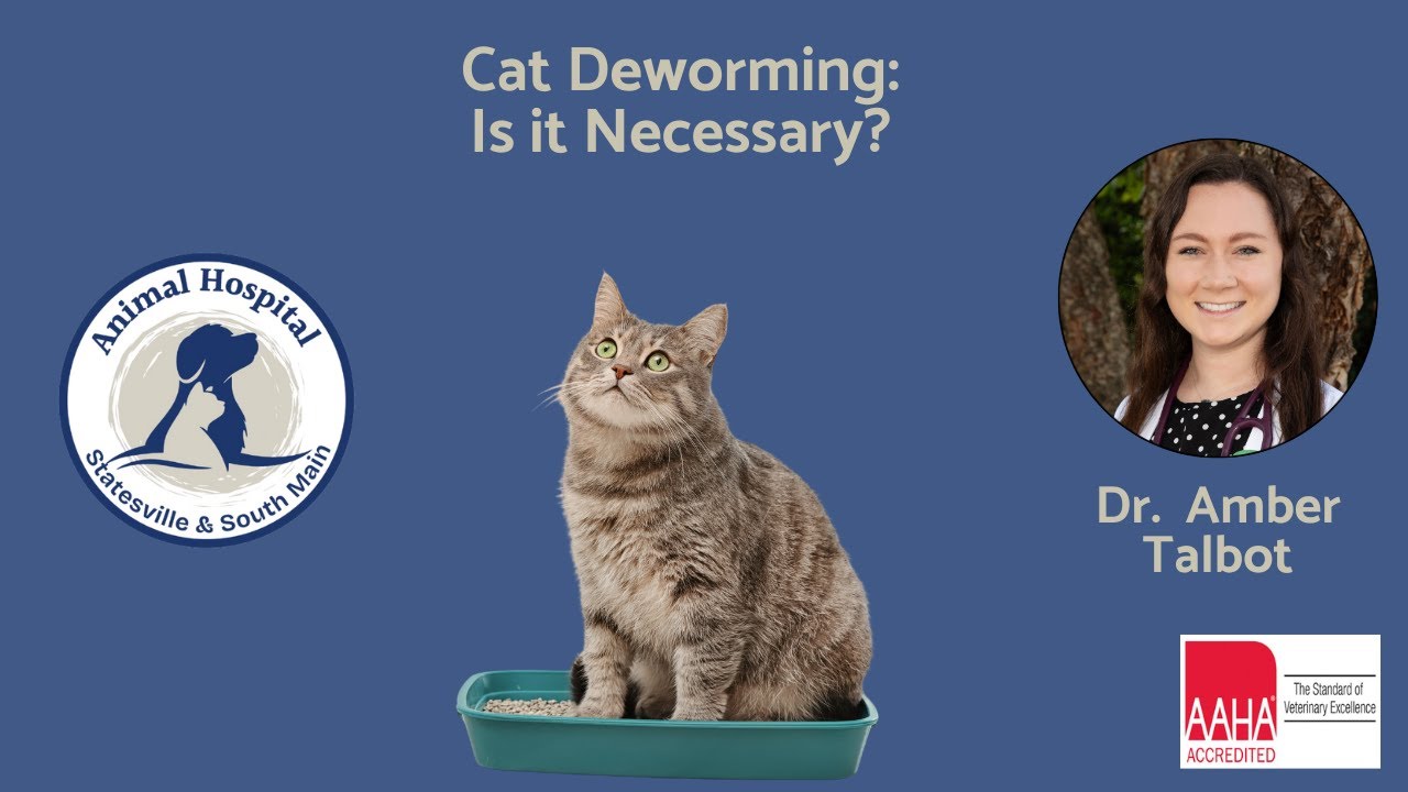 Cat Deworming - Is it Necessary?