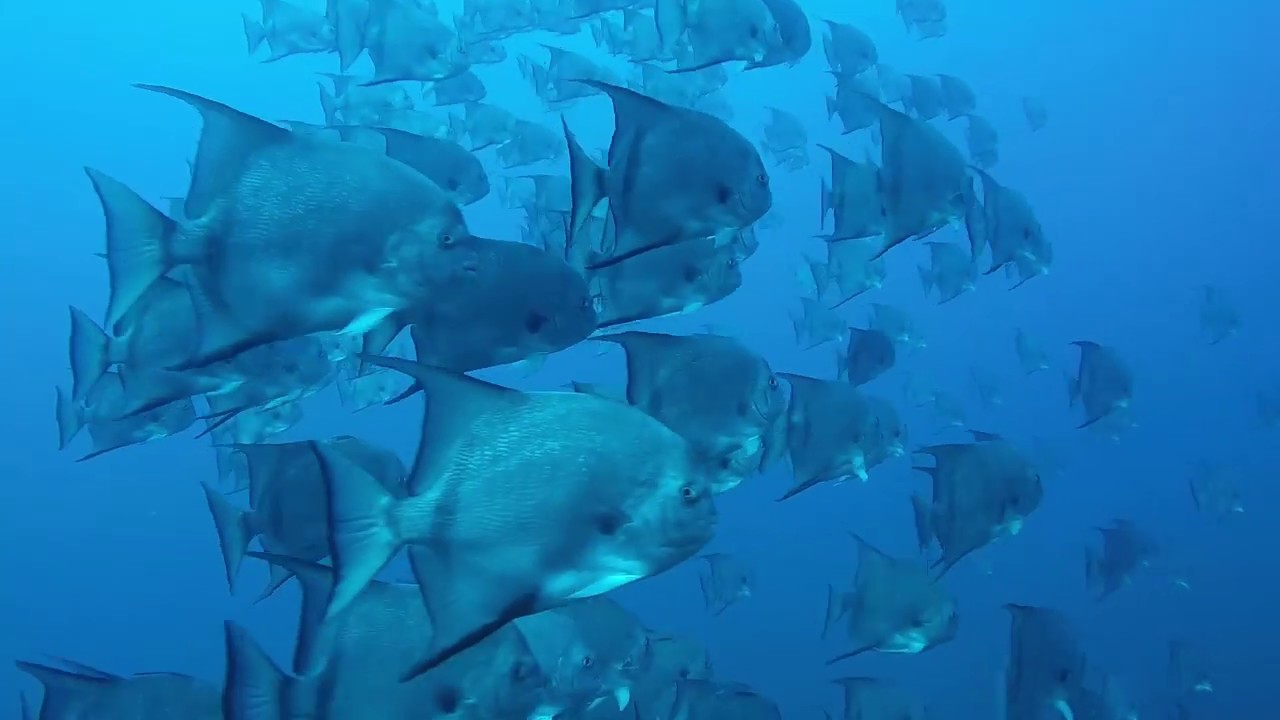Diving the Outer Banks of NC YouTube