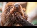 Parque de las Leyendas: bello bebé de mono tocón es presentado a visitantes