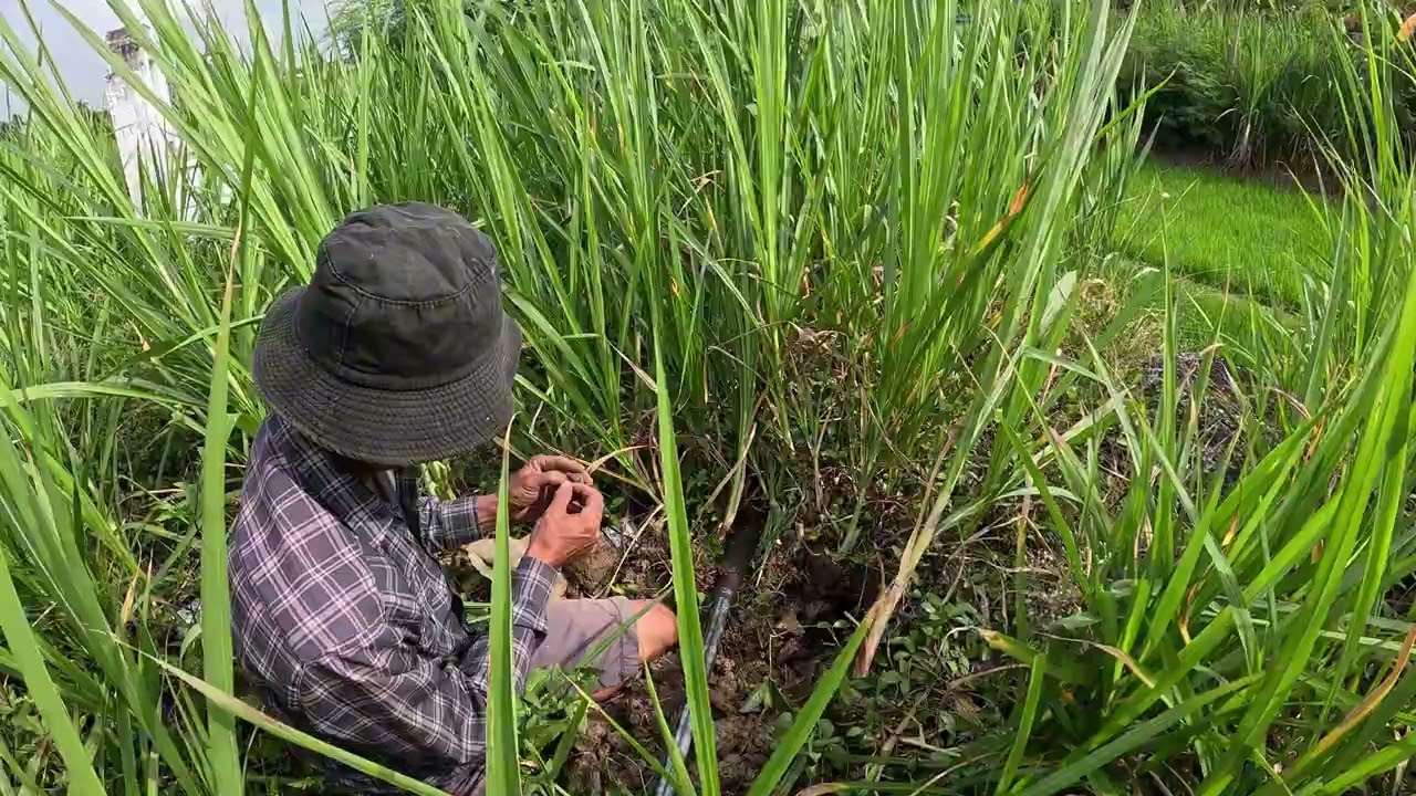 Ông Anh Nói Cặp Hổ Mang Nó Quầng Mà Nhẹp Lúa Hết Luôn | Đam Mê Săn Bắt