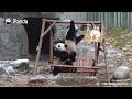 Большие панды катаются на качелях