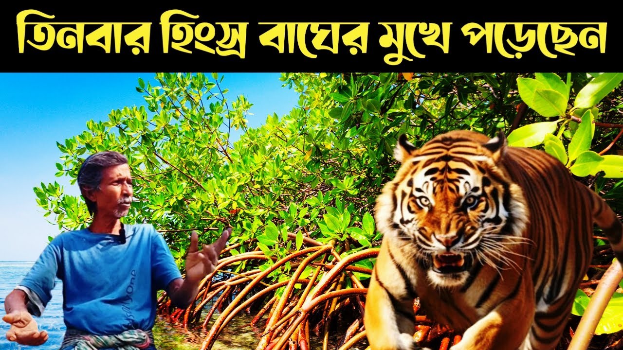 নৌকার উপর ঝাঁপিয়ে পড়লো বাঘ || Sundarban Tiger || Sundarban Fishing
