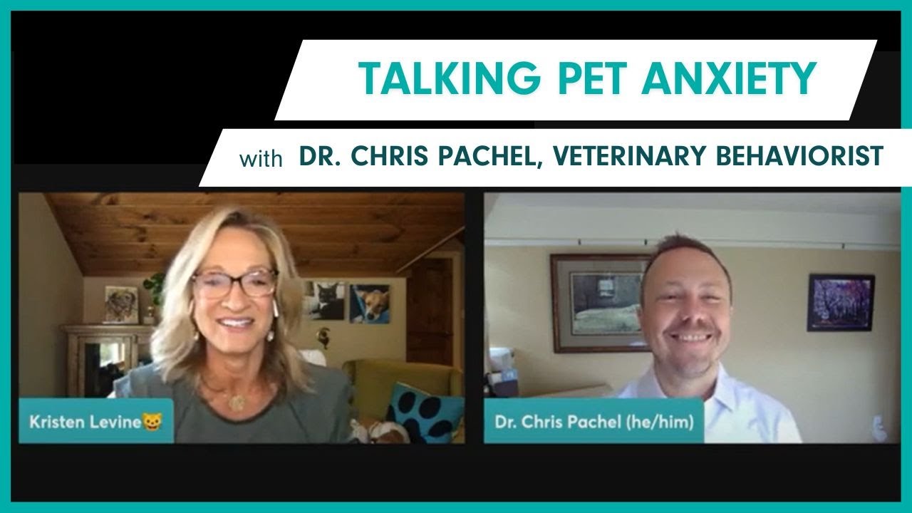 Talking Pet Anxiety with Dr. Chris Pachel, Veterinary Behaviorist - YouTube