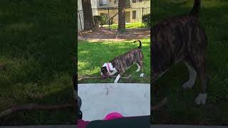 Mini Bull Terrier Playing Rough With Stick
