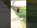 chinese funny short#funny#shorts