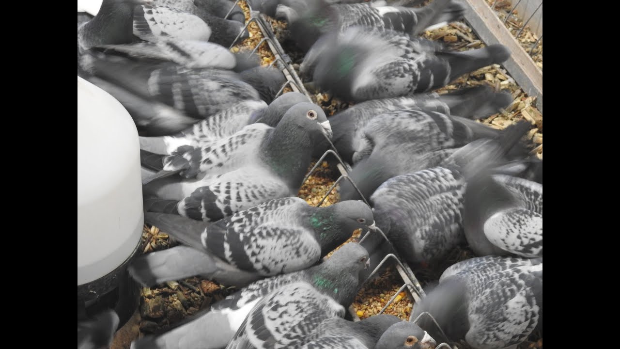 Gołębie Aarden , Janssen , Stichelbaut tel. 728 465 939 YouTube