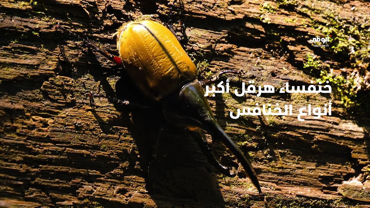 خنفساء هرقل أكبر أنواع الخنافس | برنامج سحر الأحياء - YouTube