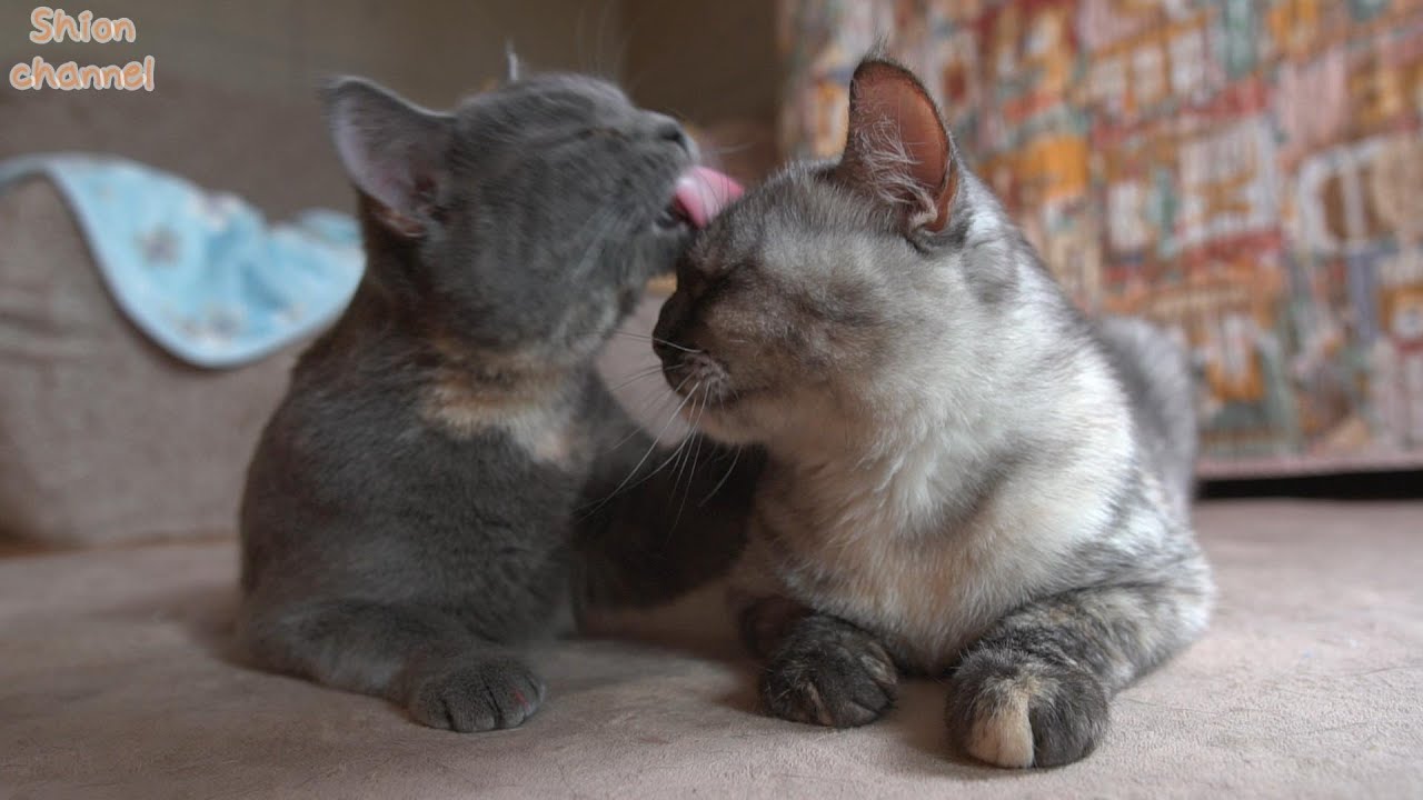 お昼寝のときは子供のように姉猫に甘える猫 - YouTube
