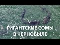 ГИГАНТСКИЕ СОМЫ В ЧЕРНОБЫЛЕ. ТРАГИЧЕСКАЯ СМЕРТЬ ДВУХМЕТРОВОГО СОМА БОРЬКА. ЧЕРНОБЫЛЬСКАЯ ЗОНА