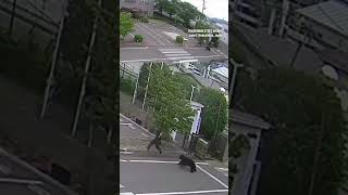 Terrifying Moment Cpatured Bear Chases And Attacks Man In Japan Shocking  Goes Viral  N18s