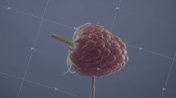 Raspberry rotating with loop on blue screen for chroma key