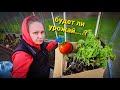 🔴РИСКУЕМ ОСТАТЬСЯ БЕЗ УРОЖАЯ!ПОГИБЛА РАССАДА!🍎🫑🌶