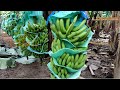 Proceso del Banano en Ecuador l Siembra Cosecha y Exportación