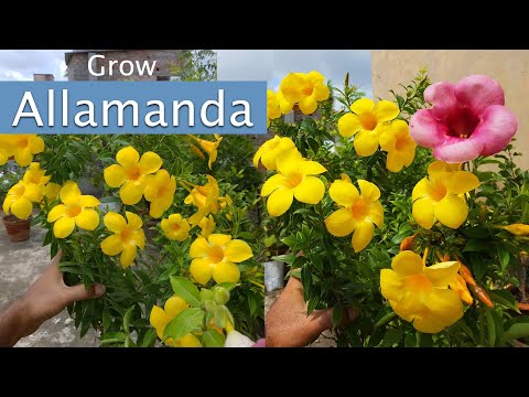 Видео: Аламанда родом ли е от Флорида?