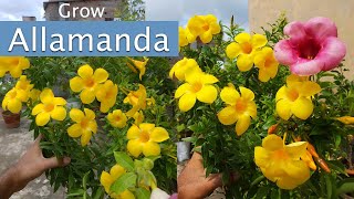 Allamanda Plant Care, Allamanda Flower || How to Grow Allamanda flowers in Pots.