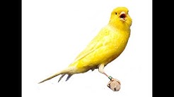 Kicauan Burung KENARI IMPORT High Quality Sound HD  - Durasi: 8:41. 