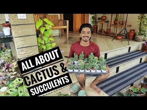 Cactus u0026 Succulents -അറിയേണ്ടതെല്ലാം, Growing Tips/Care/Propagation/Watering /Lighting in Malayalam