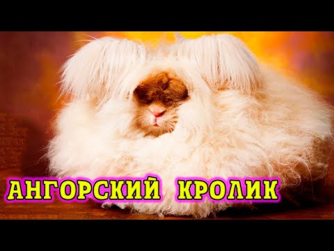 Ангорский кролик, пушистое