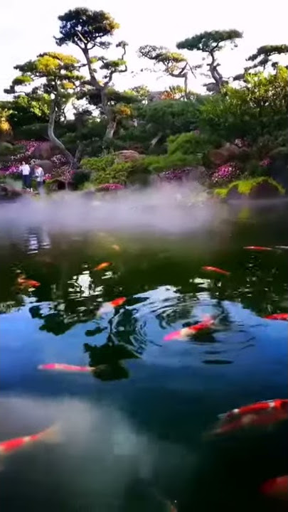 Aesthetic video edit creek, river, lake, sea,red fish, duck,forest,bird sound effect