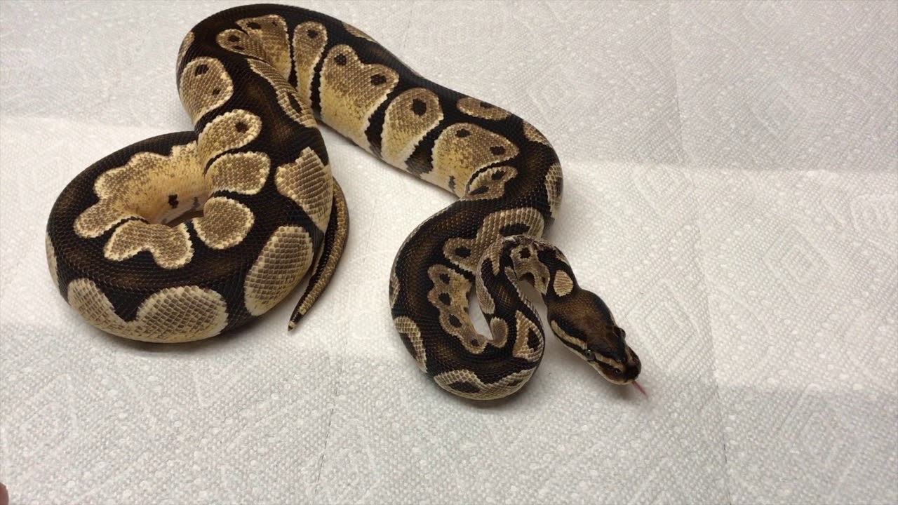 camera iphone 8 plus apk New Morph World's First Black Dream Ball Python