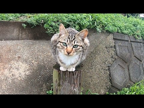 cross-eyed-cat-waits