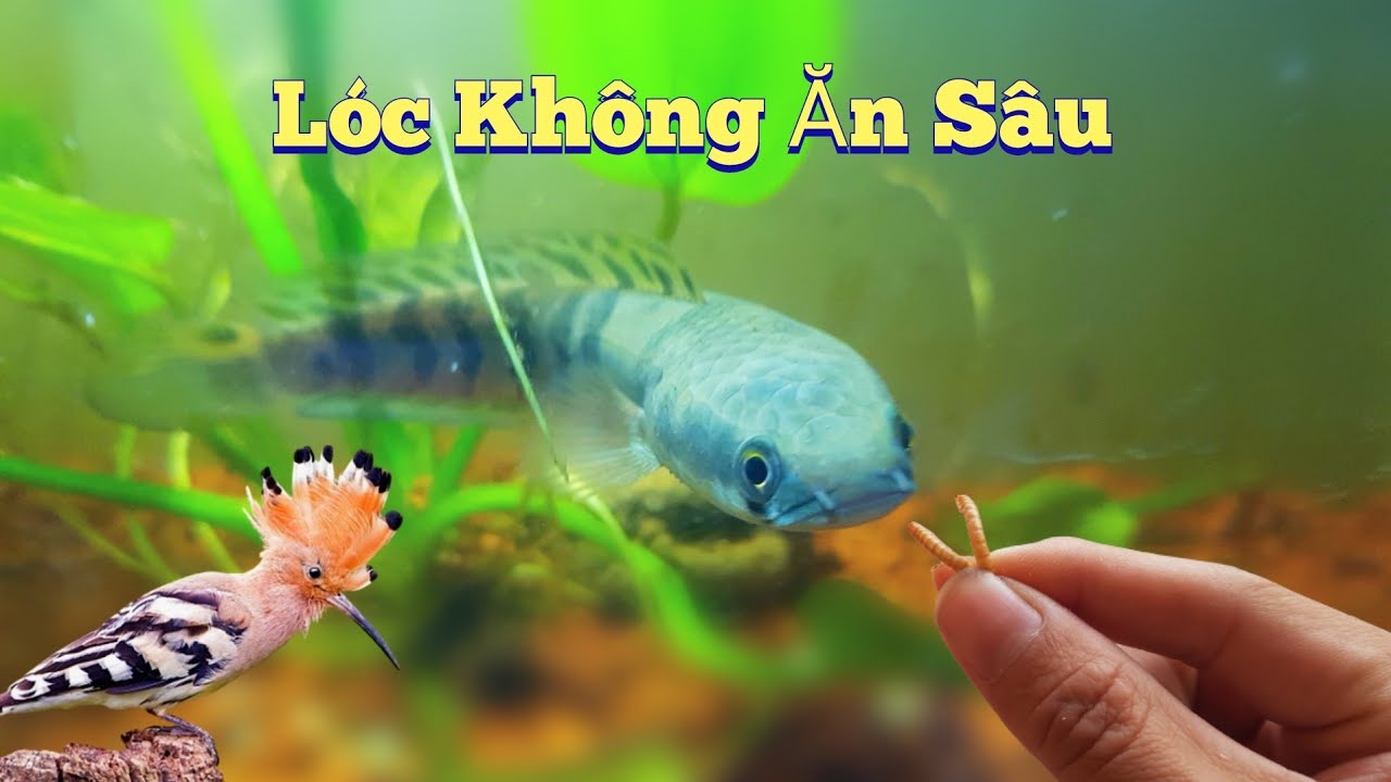 Cho Cá Lóc Tập Ăn Sâu Thì Phát Hiện Thêm Chim Đầu Rìu Lạc Vào Nhà ...
