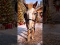 Chat GPT Merry Christmas🎅🏼!