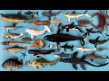 Binatang laut paus orca hiu tikus ikan buntal pasifik salmon dunkleosteus mosasaurus megalodon