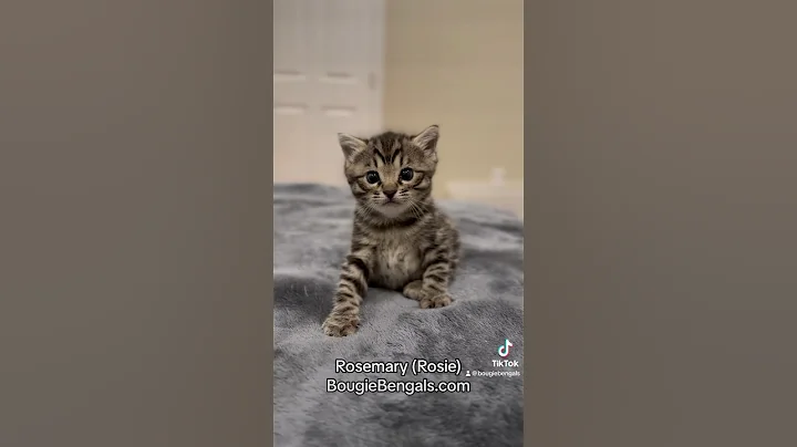 Video 4428691: bengal kitten, happy bengal
