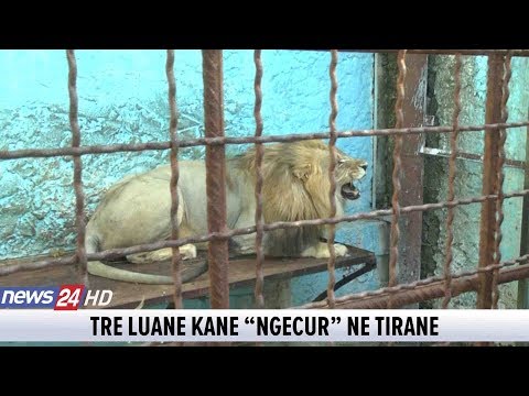 Video: Kopsht Me Mirëmbajtje Të Ulët Për Njerëzit E Zënë