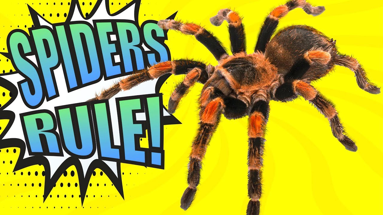 Spiders Educational Video For Kids Youtube