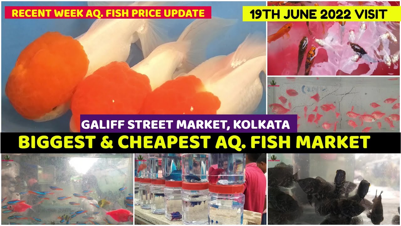 Cheapest Aquarium Fish Market Galiff Street Cheapest Fish Market West