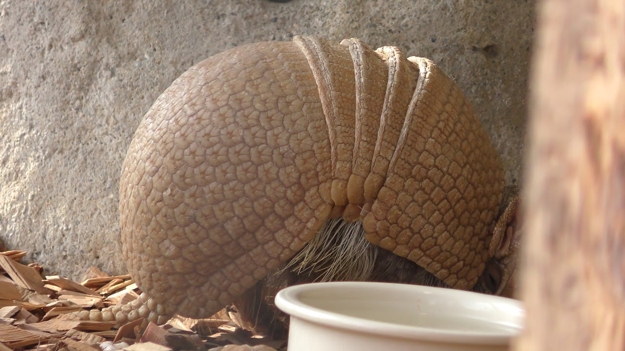 Southern three-banded armadillo (Himeji city zoo, Hyogo, Japan