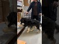 Bernedoodle Dog Training - K9 Role Models NH Dog Training