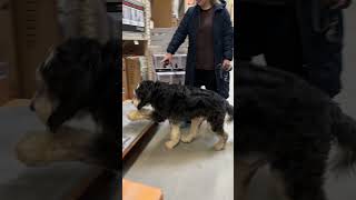 Bernedoodle Dog Training - K9 Role Models NH Dog Training