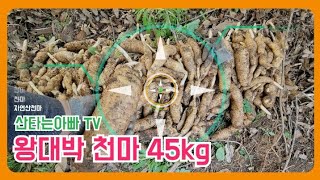 천마 자연산천마 왕대박  2022년 5월3일❤ 4구 산삼 #천마 #자연산천마