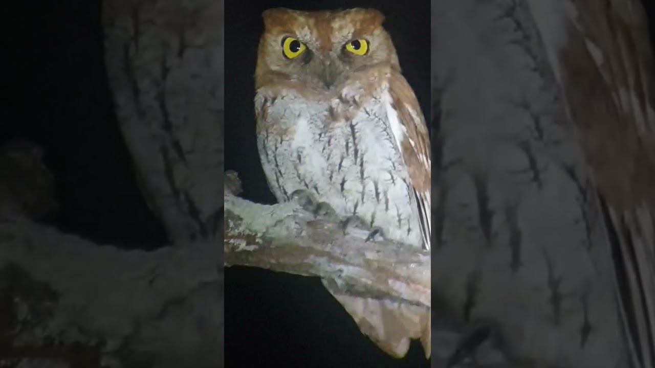 Oriental Scops Owl with call  