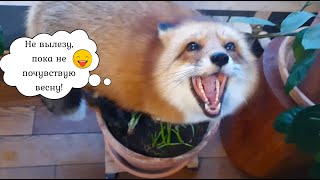 Alice  Fox. Fox tries to explain why she climbed into the pot. Funny moments.